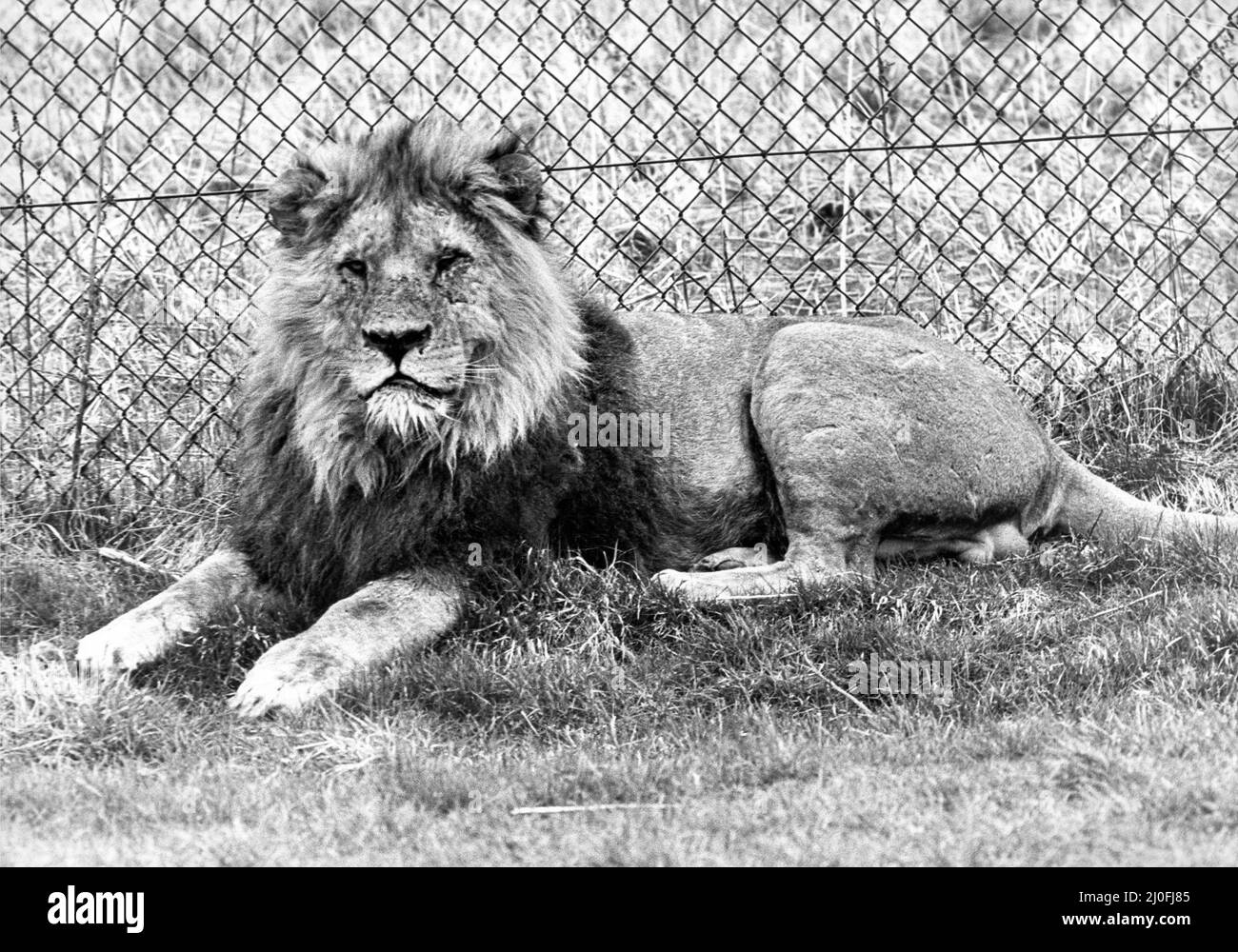 Uno dei grandi leoni maschi al Lambton Pleasure Park nell'aprile 1978 Foto Stock