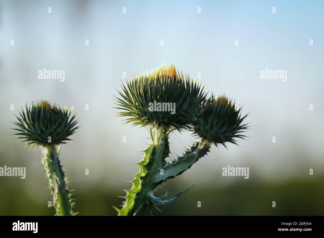 I tacchi, fiori di un cardo di latte. Foto Stock