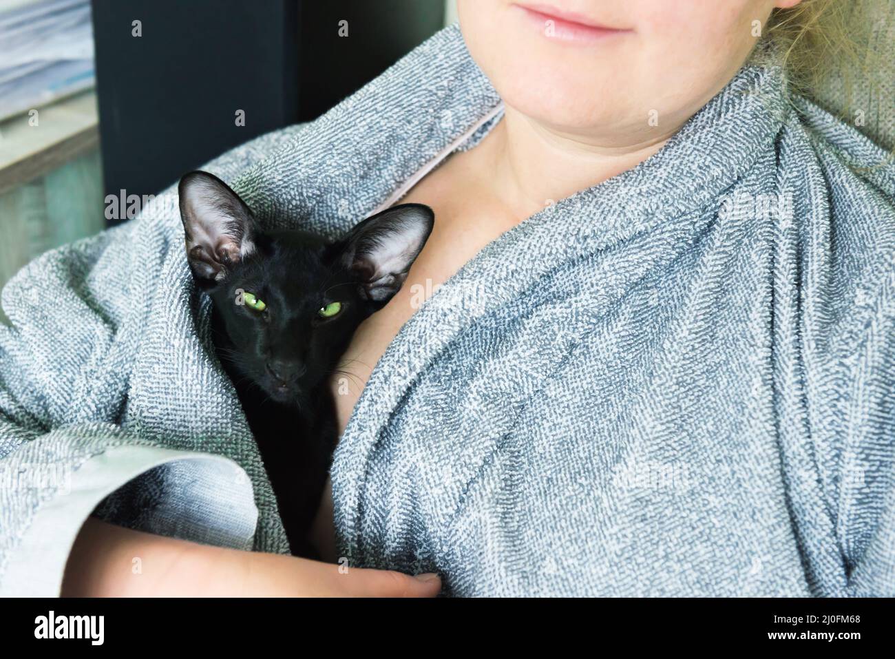 Gatto nero orientale e donna Foto Stock