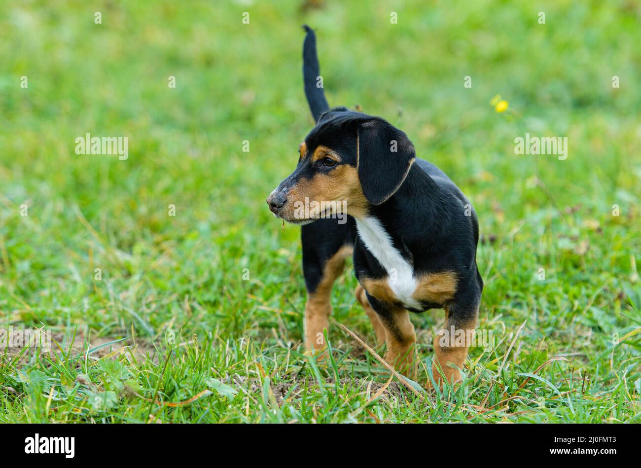 La caccia-dog Foto Stock