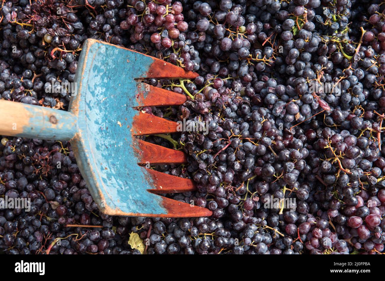 Uve fresche nere per la produzione di vino rosso Foto Stock