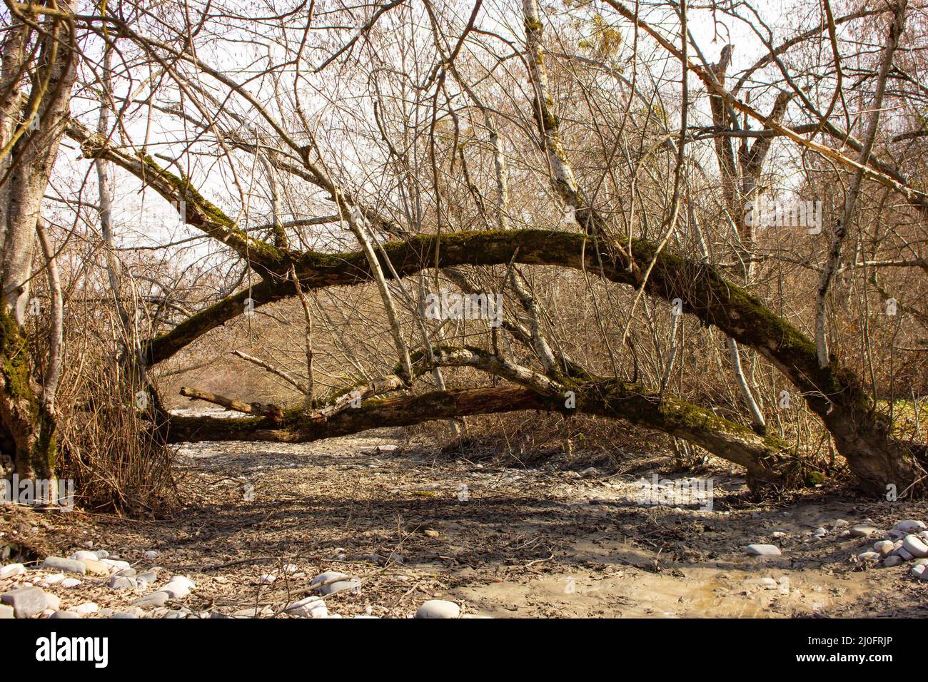 Un bell'albero curvato su un fiume asciutto. Foto Stock