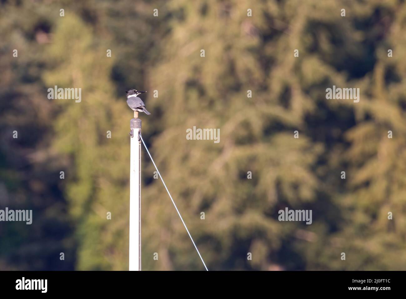 uccello di martin pescatore con cintura su albero di barca Foto Stock