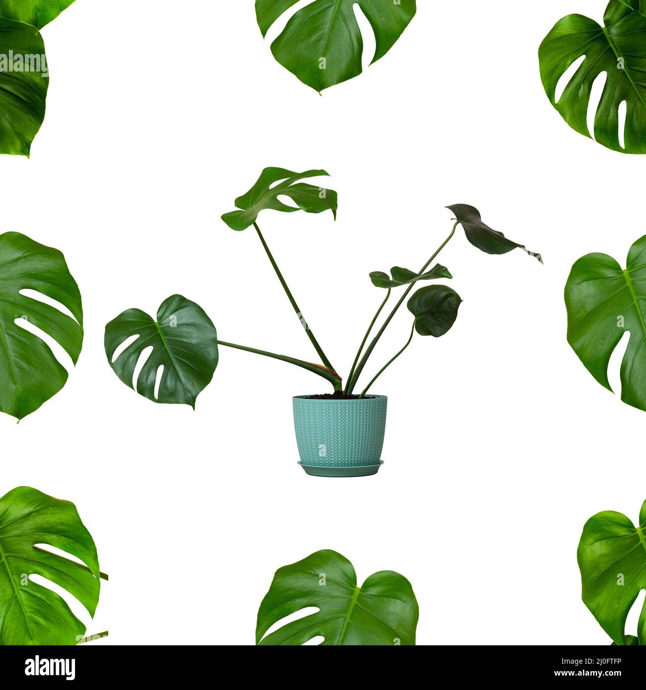 Modello senza giunture di pianta monstera tropicale con foglie verdi in un vaso di fiori isolato su una pianta bianca Foto Stock