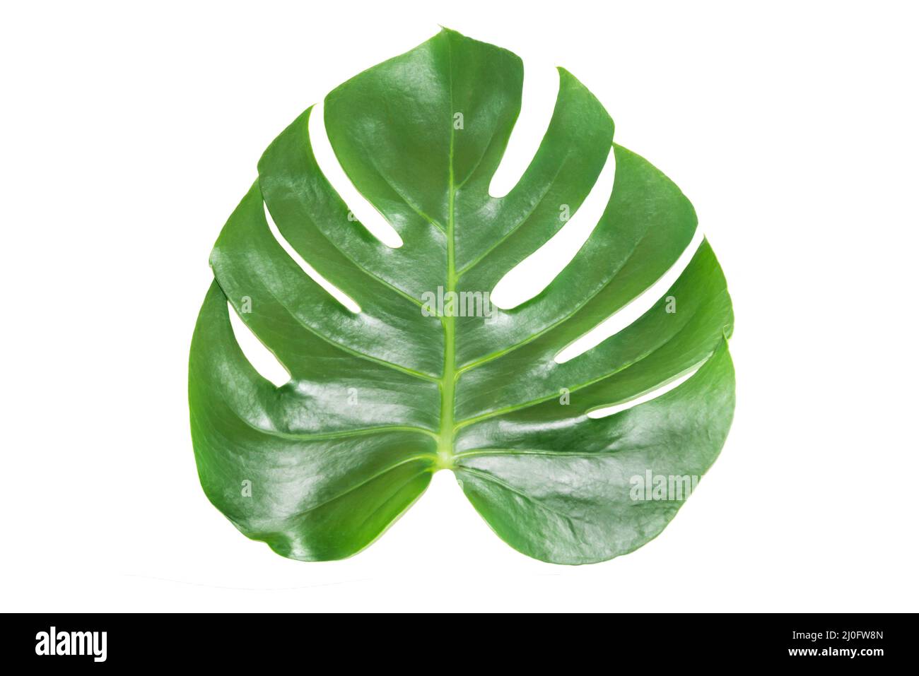 Foglia verde di monstera houseplant Foto Stock