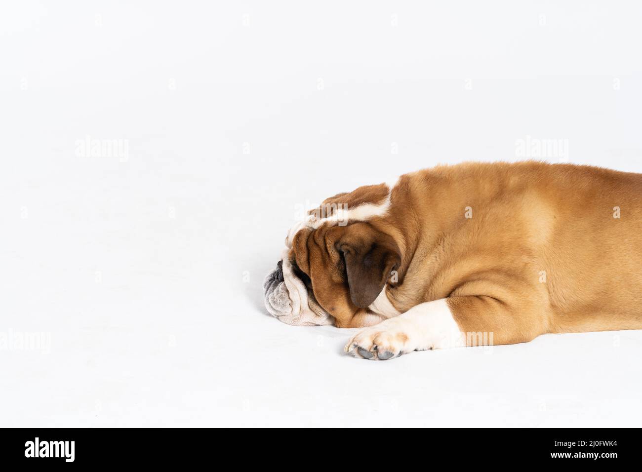 Un Bulldog inglese è sdraiato con la bocca chiusa su uno sfondo bianco. Il Bulldog inglese è un cane purebred con un pediatra Foto Stock