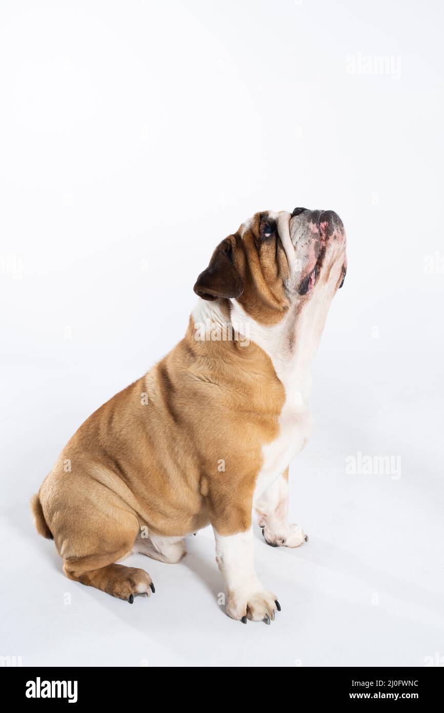 Il cane seduto guarda verso l'alto con la bocca chiusa. Il Bulldog inglese è un cane purebred con un pedigree. La razza di cane belo Foto Stock