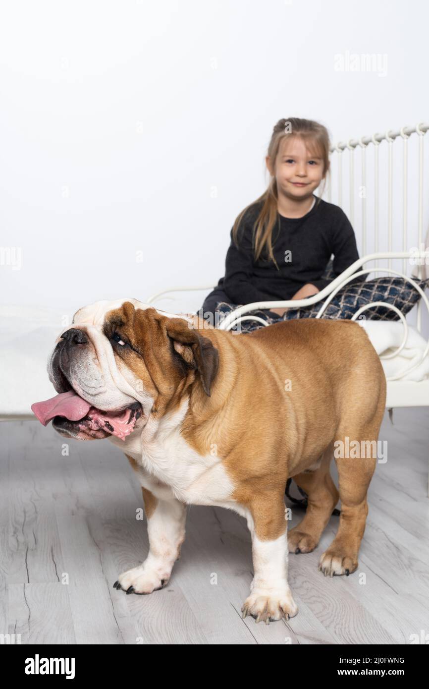 Un bulldog inglese è in piedi accanto al letto e la sua amata bambina è seduta sul letto con cui giocare. Una bambina e lei Foto Stock