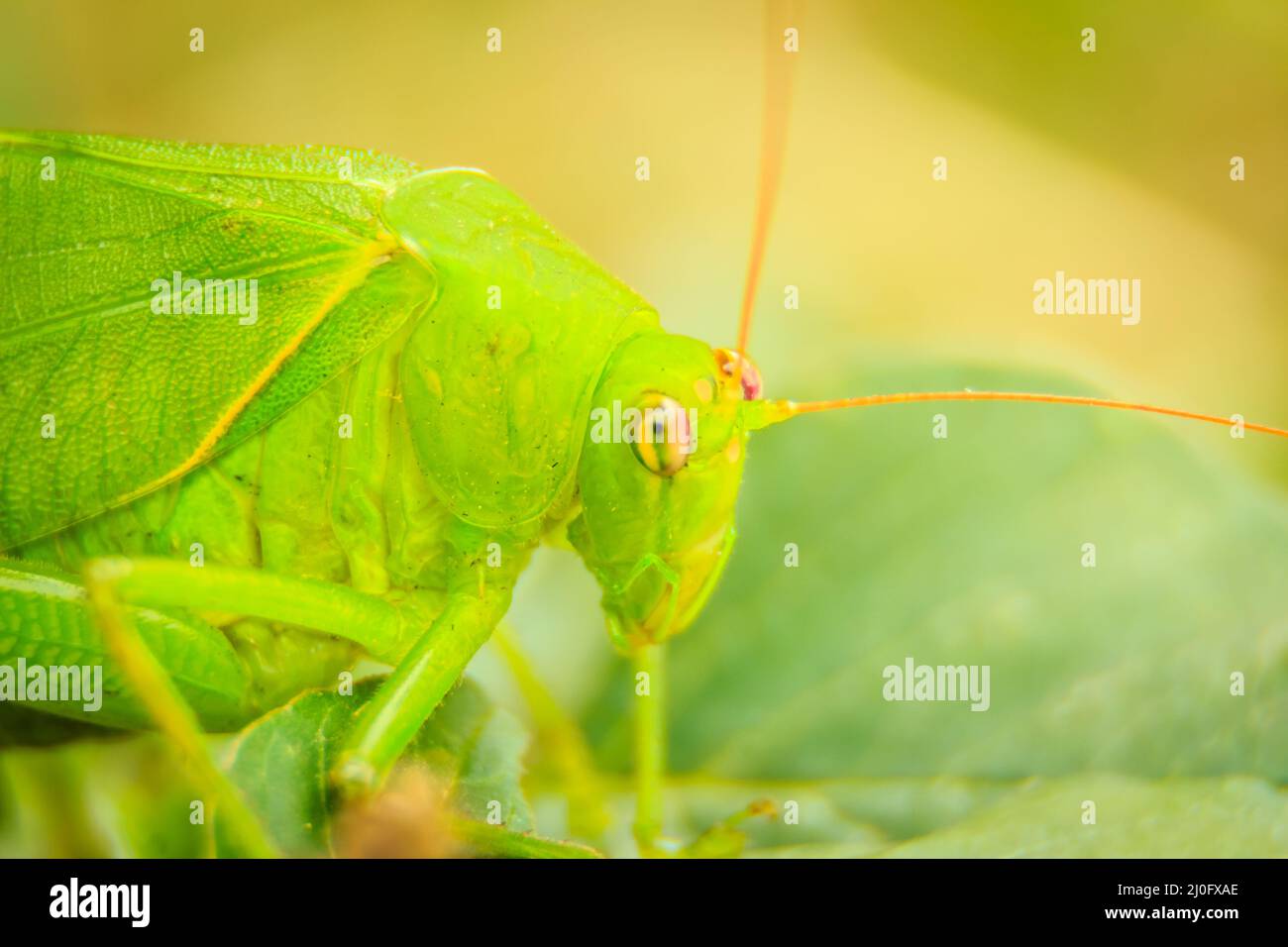 Carino a lungo cornuto cavallette o Tettigoniidae o leafhopper appollaiate su foglie verdi e sfondo verde Foto Stock