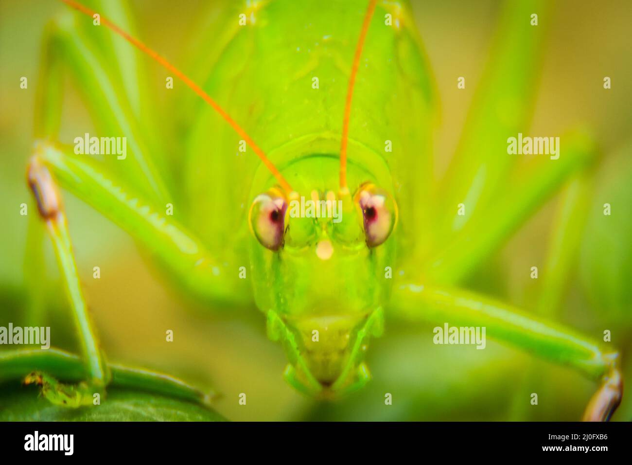 Carino a lungo cornuto cavallette o Tettigoniidae o leafhopper appollaiate su foglie verdi e sfondo verde Foto Stock