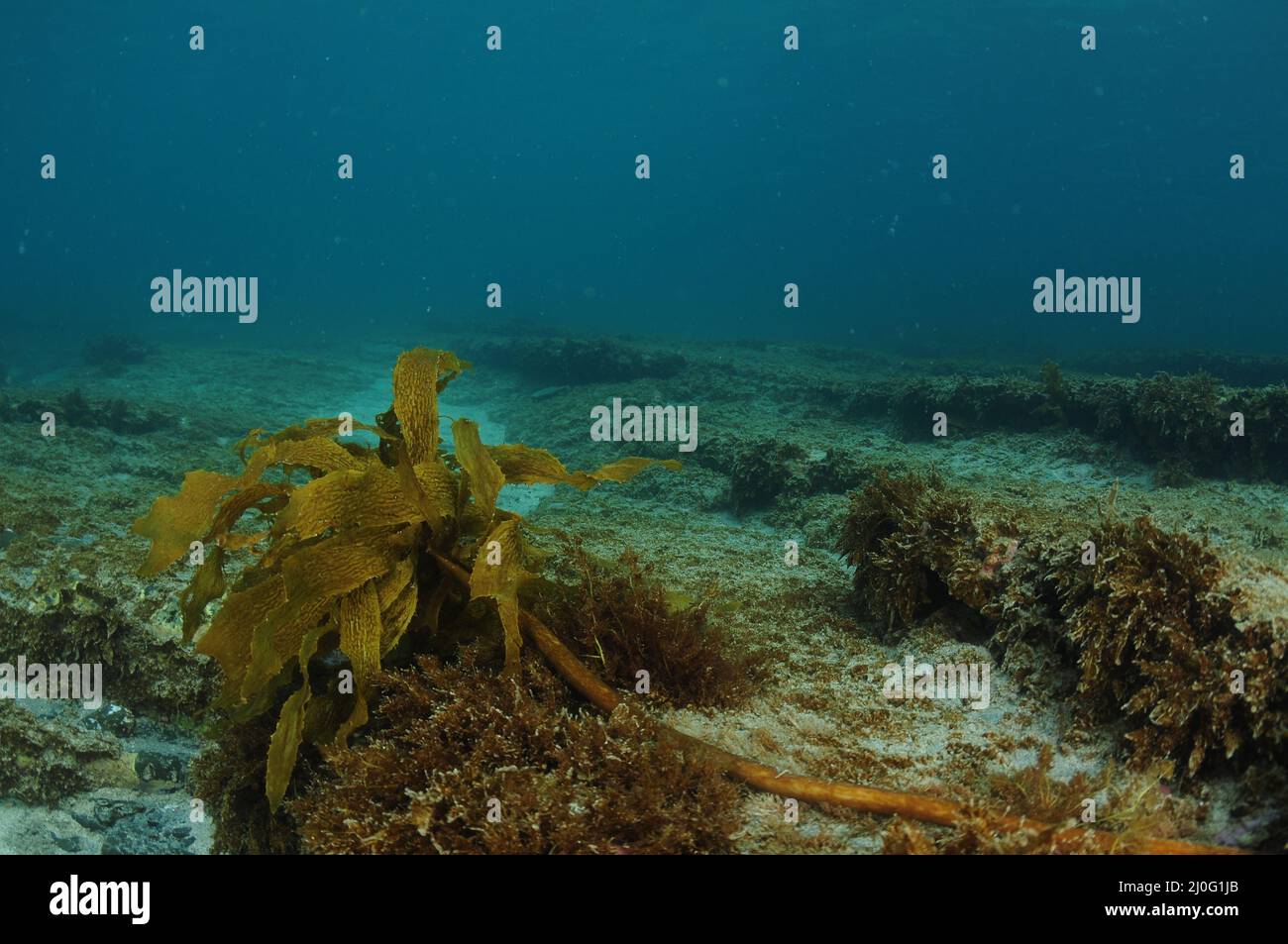 Unico fronte di kelp bruno stalked Ecklonia radiata su fondo roccioso piatto. Località: Leigh Nuova Zelanda Foto Stock