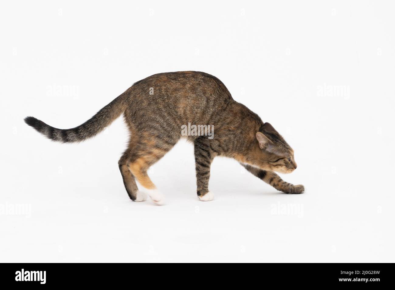 Durante la passeggiata, il gatto schivò la testa, abbassandola fino al fondo. Ha una lunga coda e le mette le orecchie indietro. Foto Stock