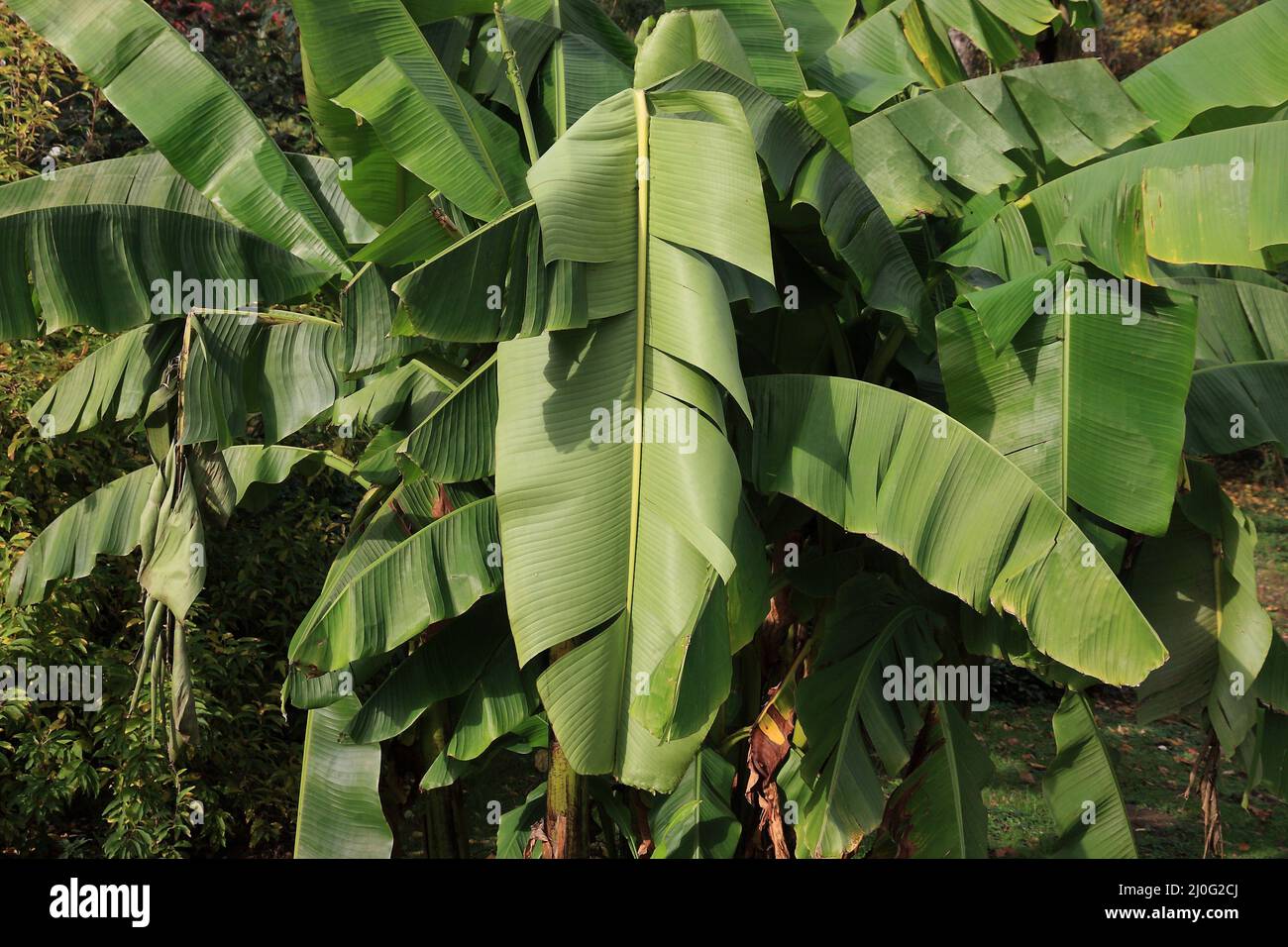Albero di banana inverno-hardy Foto Stock