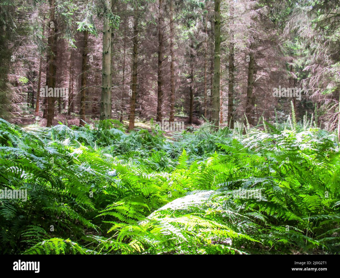 Vista monocromatica di felci verdi e conifere marroni in un bosco delle Chiltern Hills, nel Regno Unito meridionale. Le colline Chiltern è una scarpata di gesso in E. Foto Stock