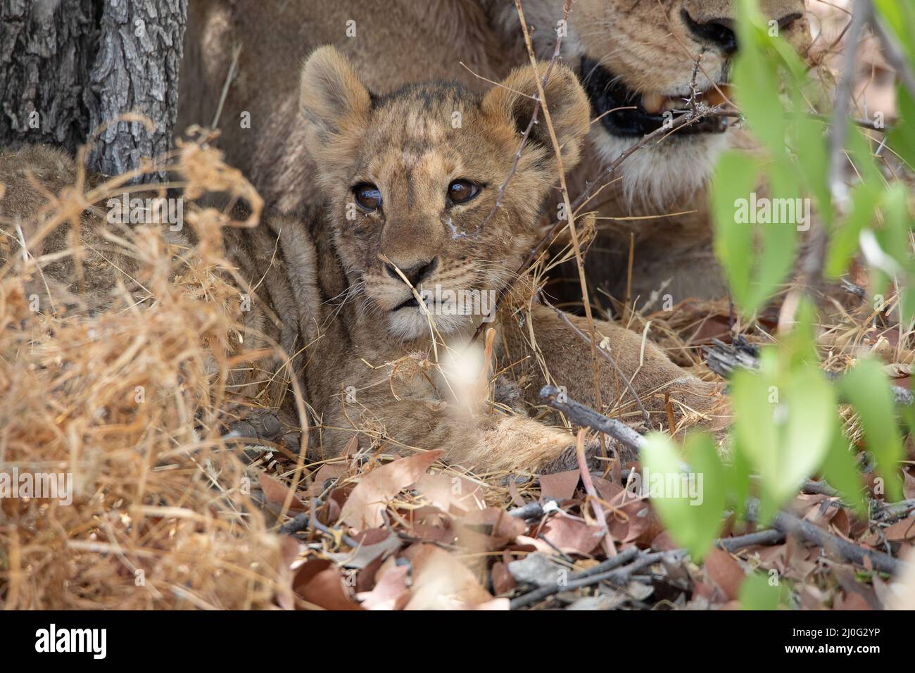 Leone al parco nazionale Etosha, Namibia Foto Stock