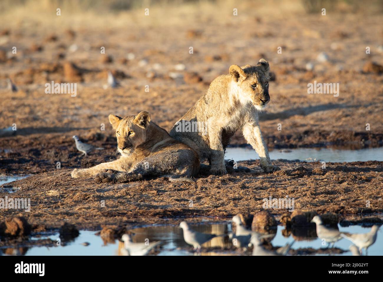 Leone al parco nazionale Etosha, Namibia Foto Stock