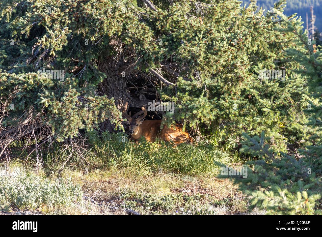 grande buck sdraiato in cespuglio nascosto dal sole Foto Stock