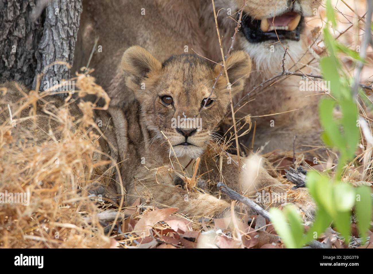 Leone al parco nazionale Etosha, Namibia Foto Stock