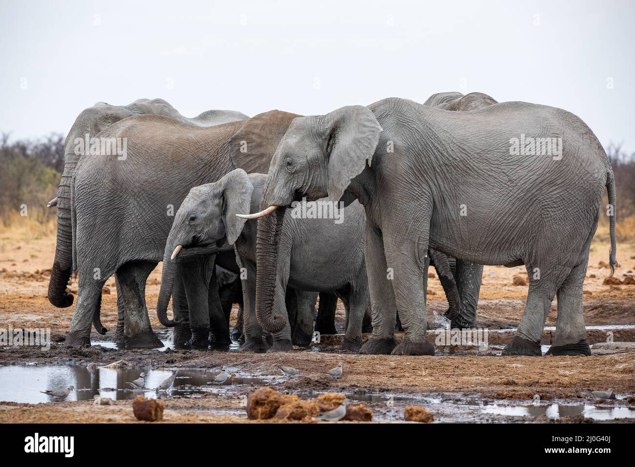 Elefante al parco nazionale Etosha, Namibia Foto Stock