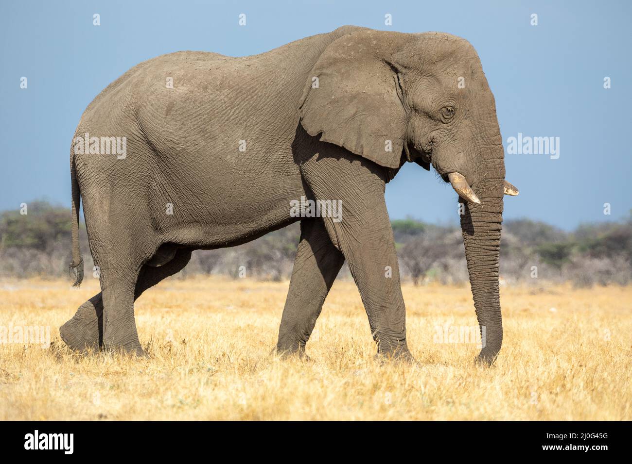 Elefante al parco nazionale Etosha, Namibia Foto Stock