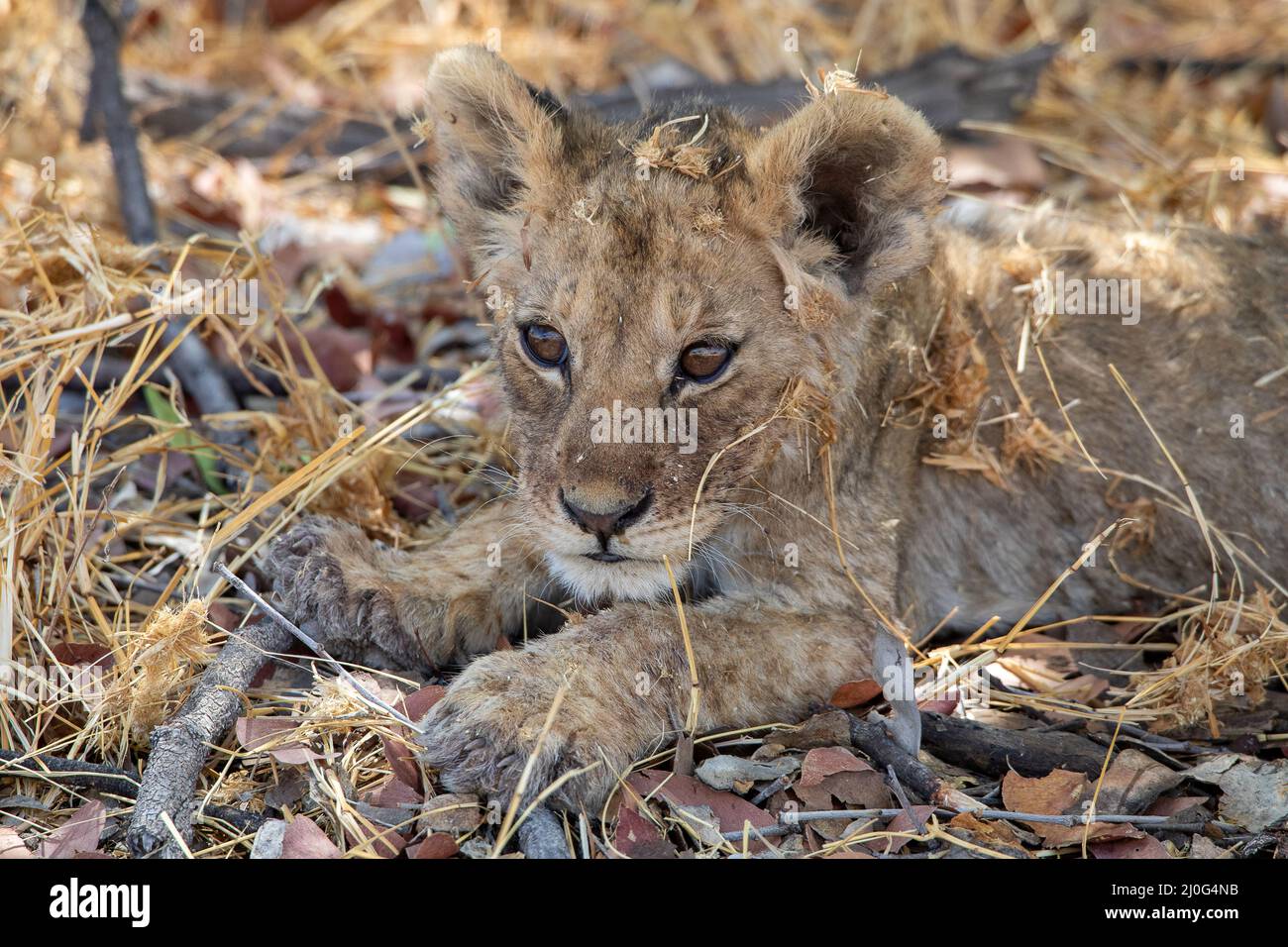 Leone al parco nazionale Etosha, Namibia Foto Stock