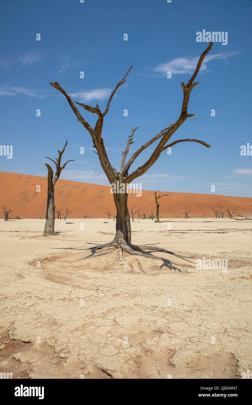 Vlei morto nel Namib Naukluft, Namibia Foto Stock