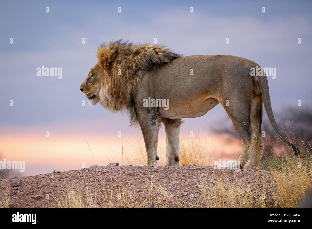 Leone al parco nazionale etosha, Namibia Foto Stock