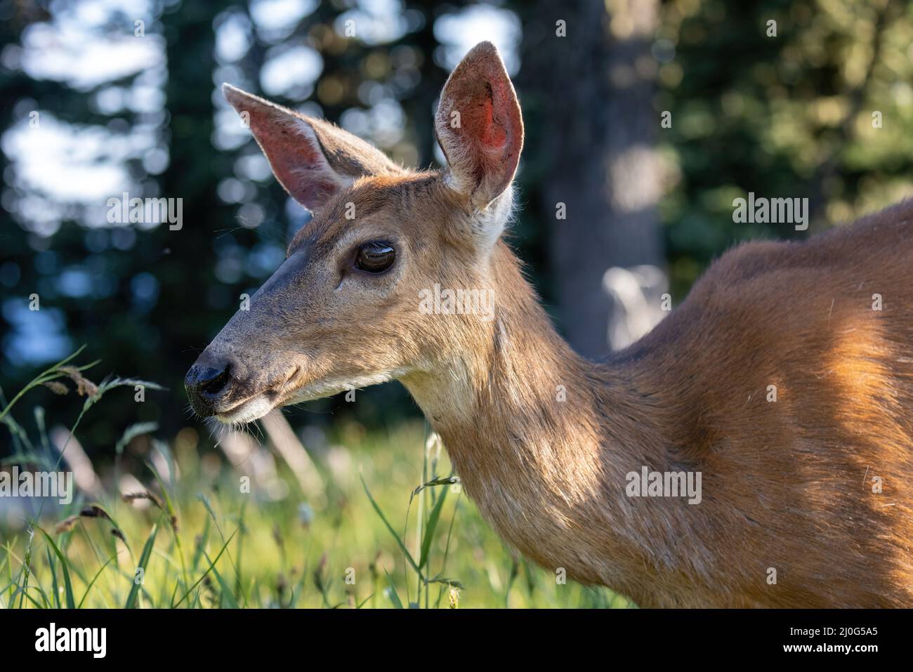 cute doe in sole dorato in prato di montagna Foto Stock