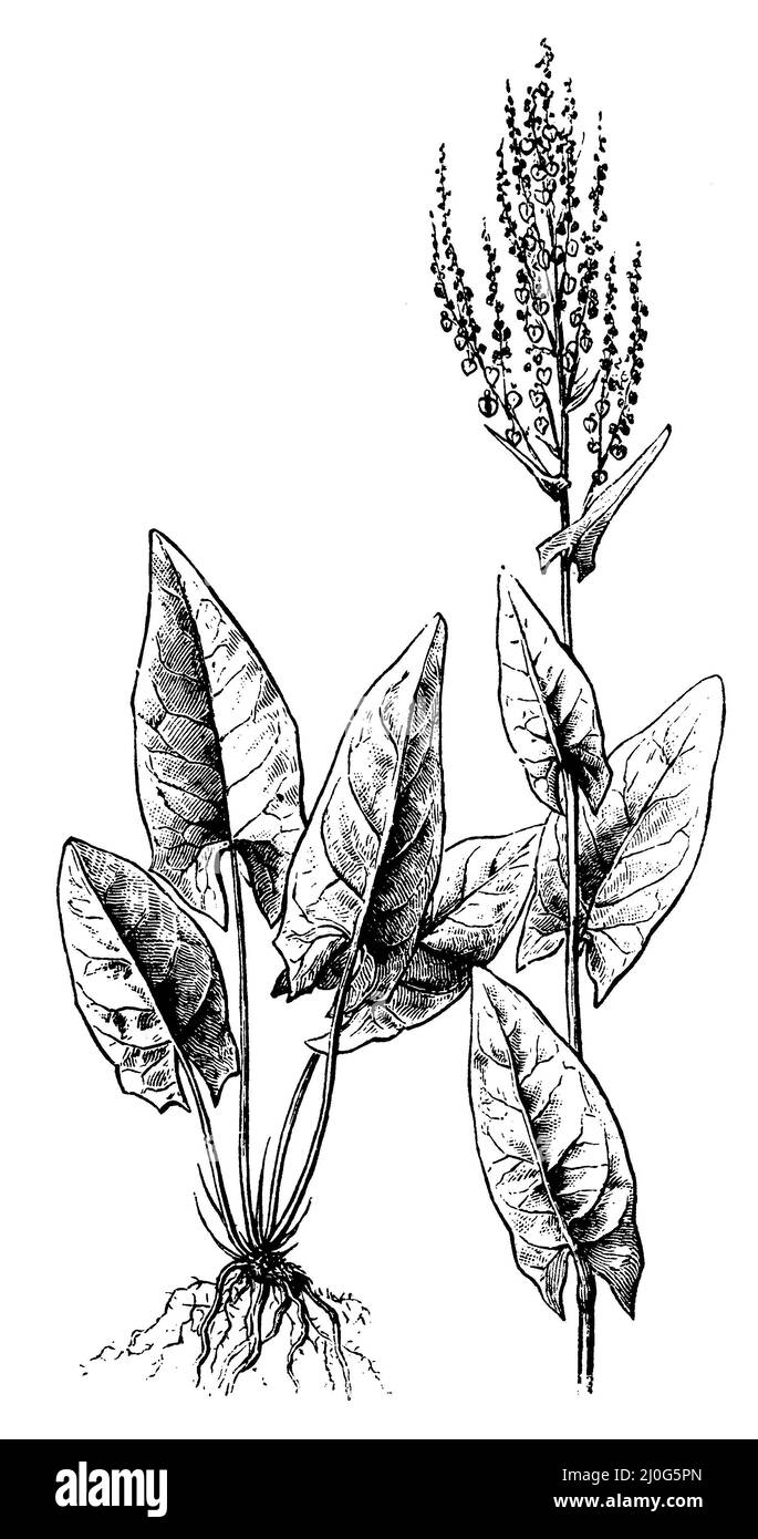 Orel, foglie basali sinistre, stelo fiorente destro, Rumex acetosa, H. W. (libro di botanica, 1910), Wiesen-Sauerampfer, Links grundständige Blätter, Rechts blühender Stengel, Comune di Oseille, à gauche, feuilles basales, à droite, tige fleurie Foto Stock