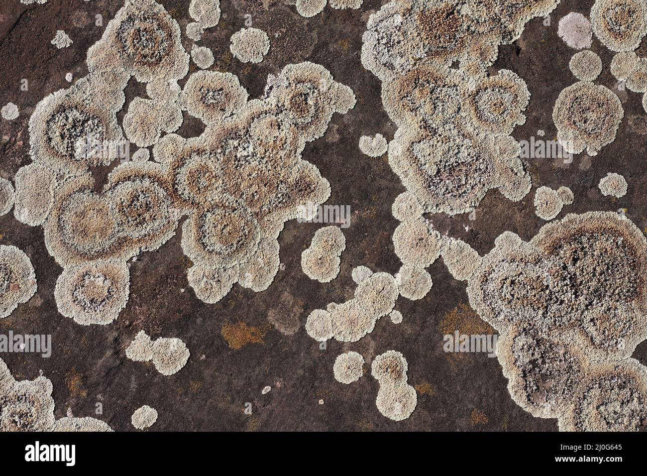 Licheni macinati Foto Stock