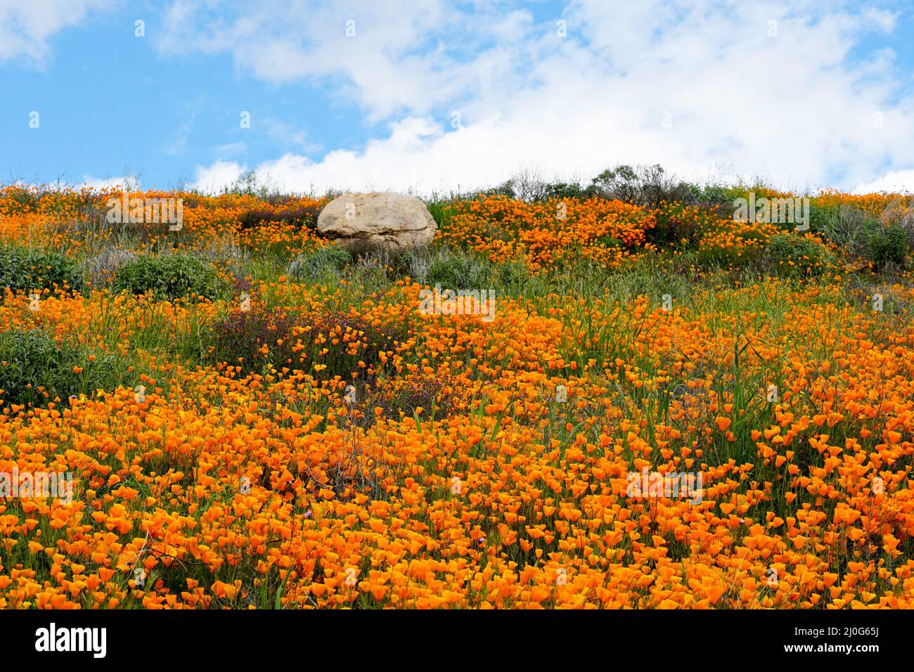 California Golden Poppy e Goldfields in fiore a Walker Canyon, Lake Elsinore, California. USA. Foto Stock