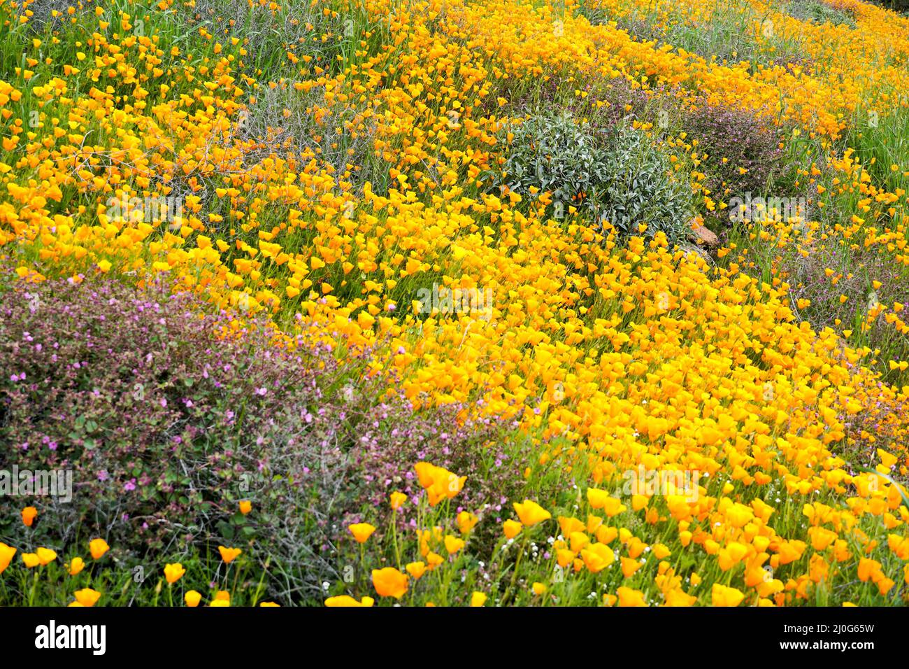 California Golden Poppy e Goldfields in fiore a Walker Canyon, Lake Elsinore, California. USA. Foto Stock