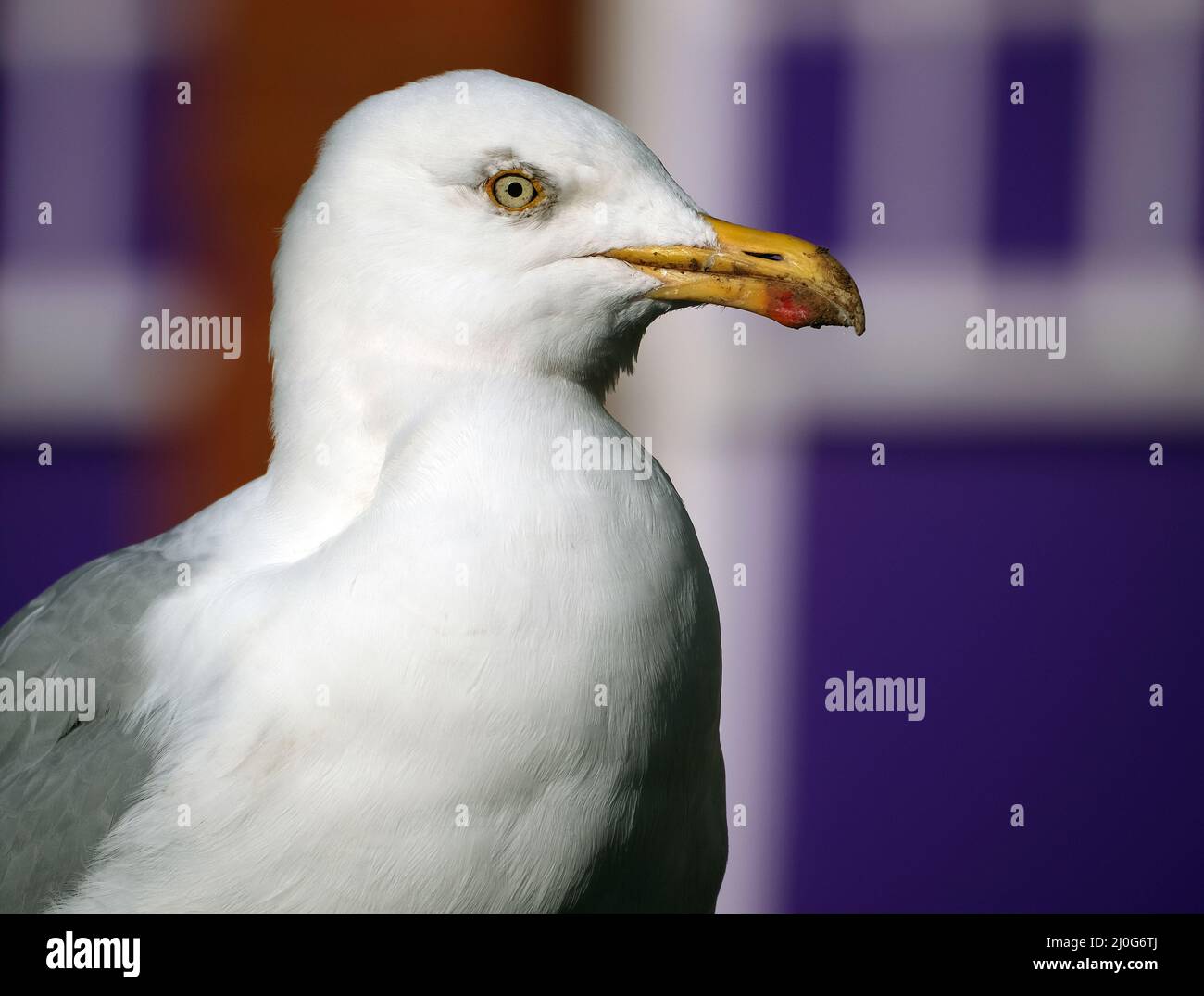 Il gabbiano europeo delle aringhe (Larus argentatus) è un gabbiano grande, lungo fino a 66 cm (26 in). Uno dei gabbiani più conosciuti lungo le sponde dell'Europa. Foto Stock