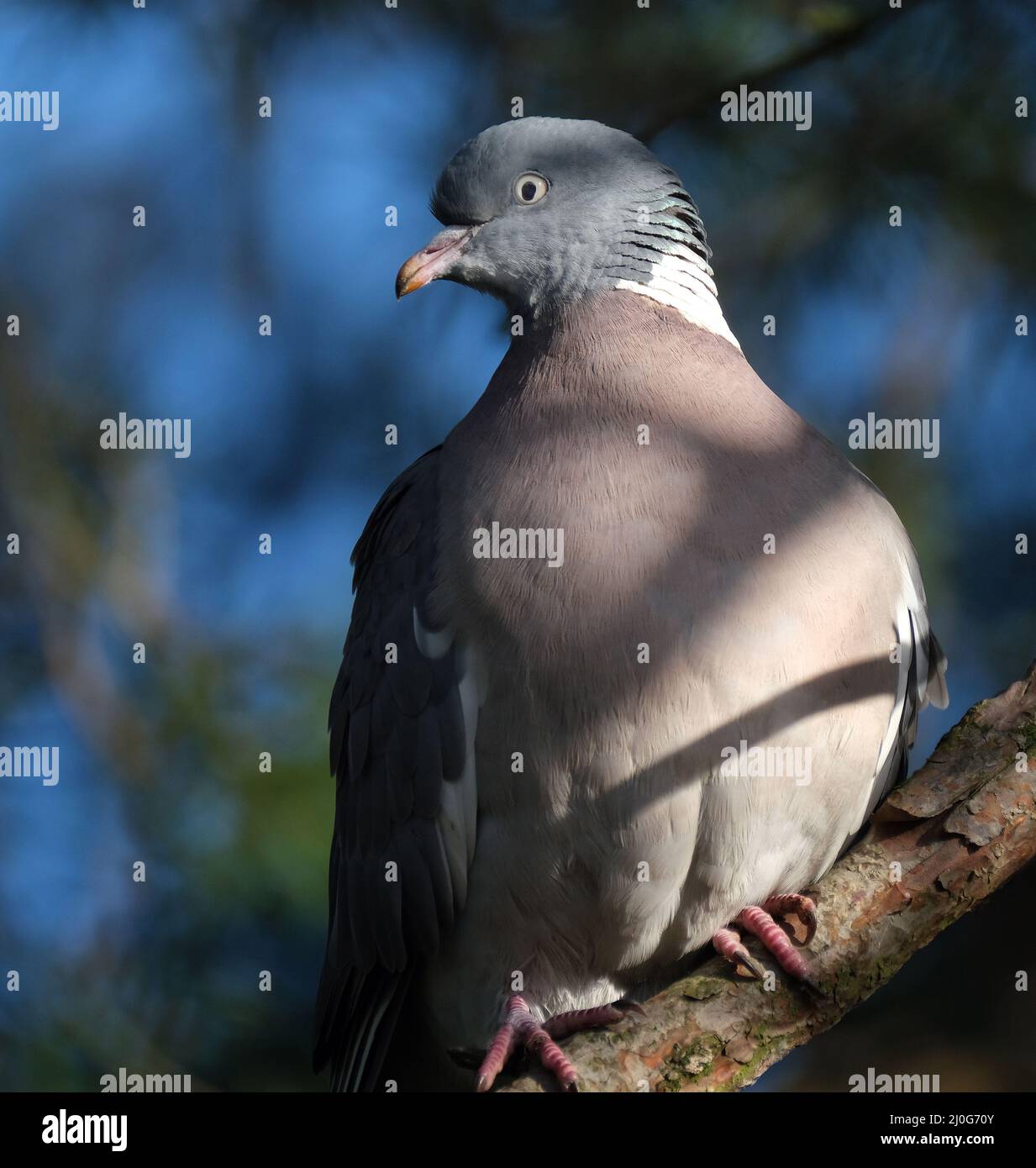 Woodpicceon alla ricerca di cibo in un giardino urbano. Foto Stock