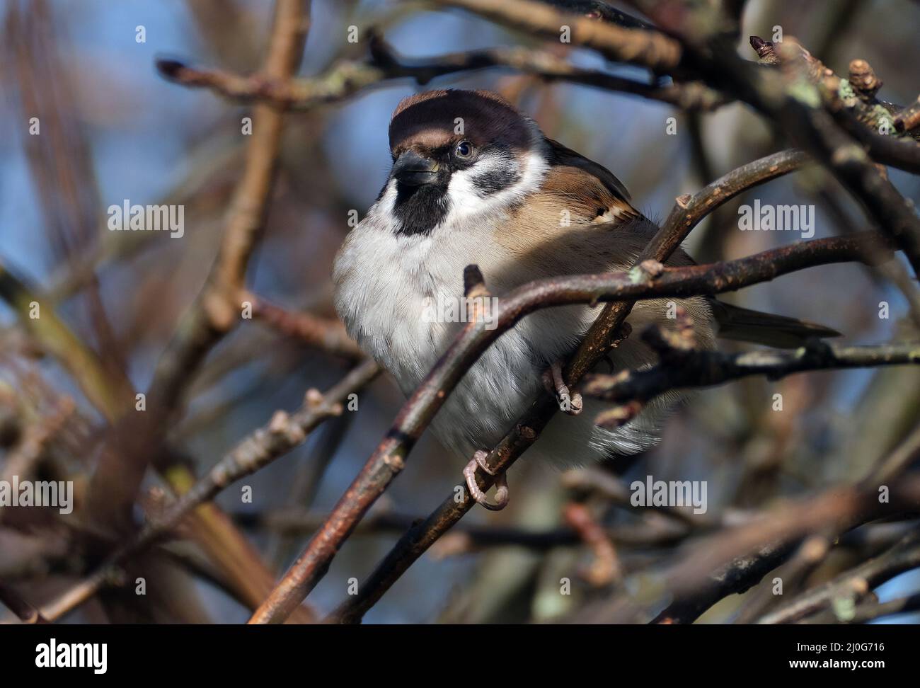 Albero Sparrow alla luce del sole nel parco di campagna. Foto Stock