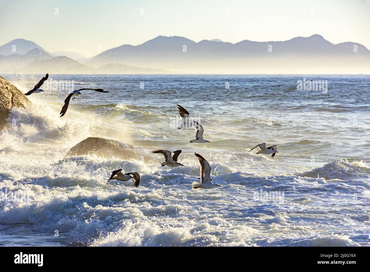 Seagull volare all'alba sul mare Foto Stock