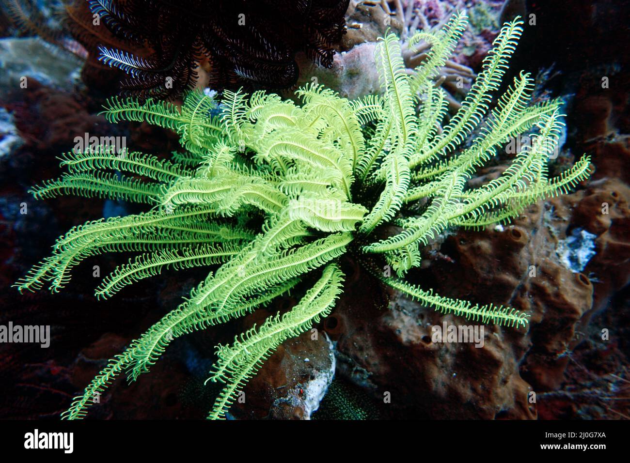 Stella di piuma o giglio di mare sulla barriera corallina Foto Stock