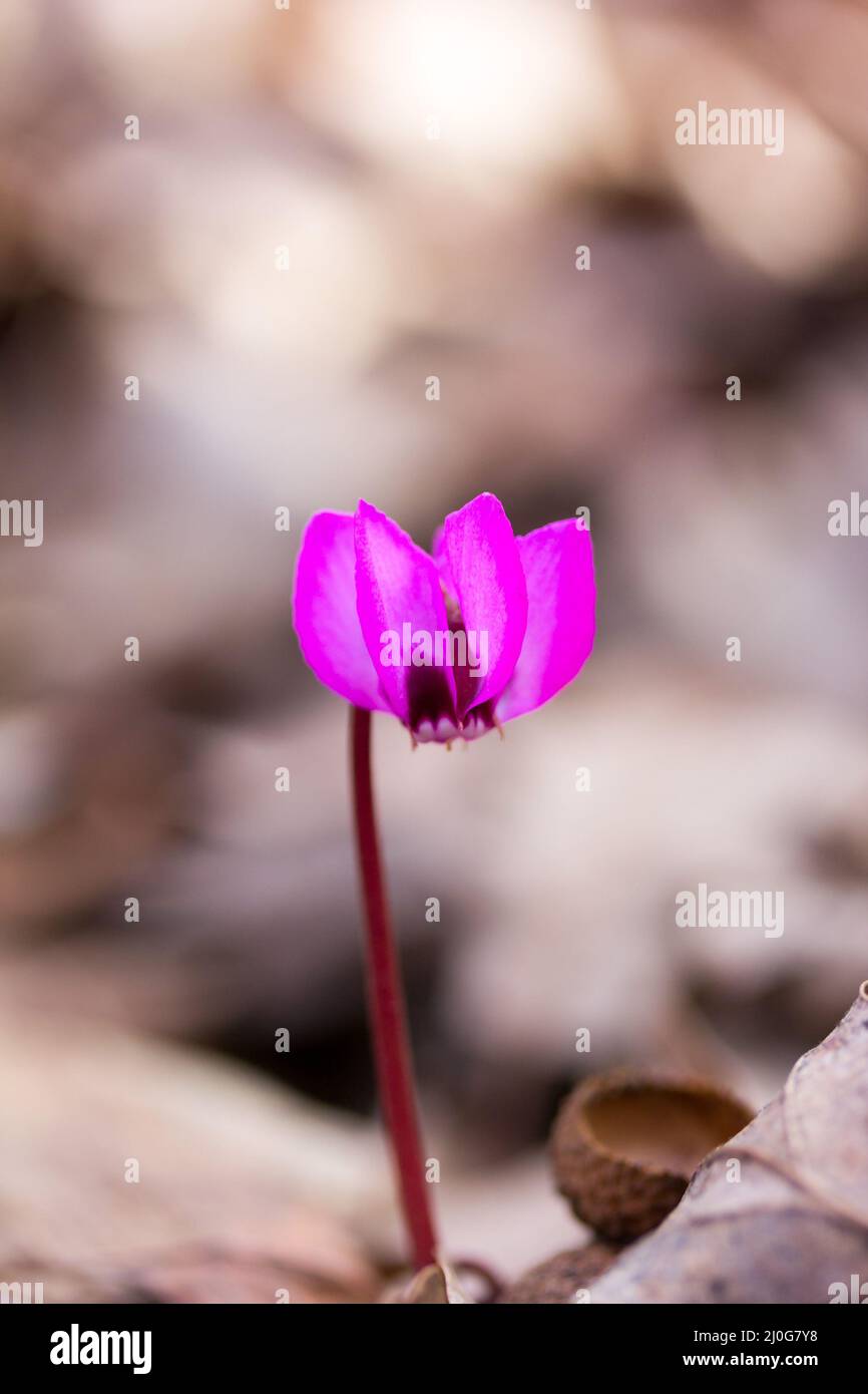 Ciclamino solitario fiore magenta su sfondo naturale sfocato Foto Stock