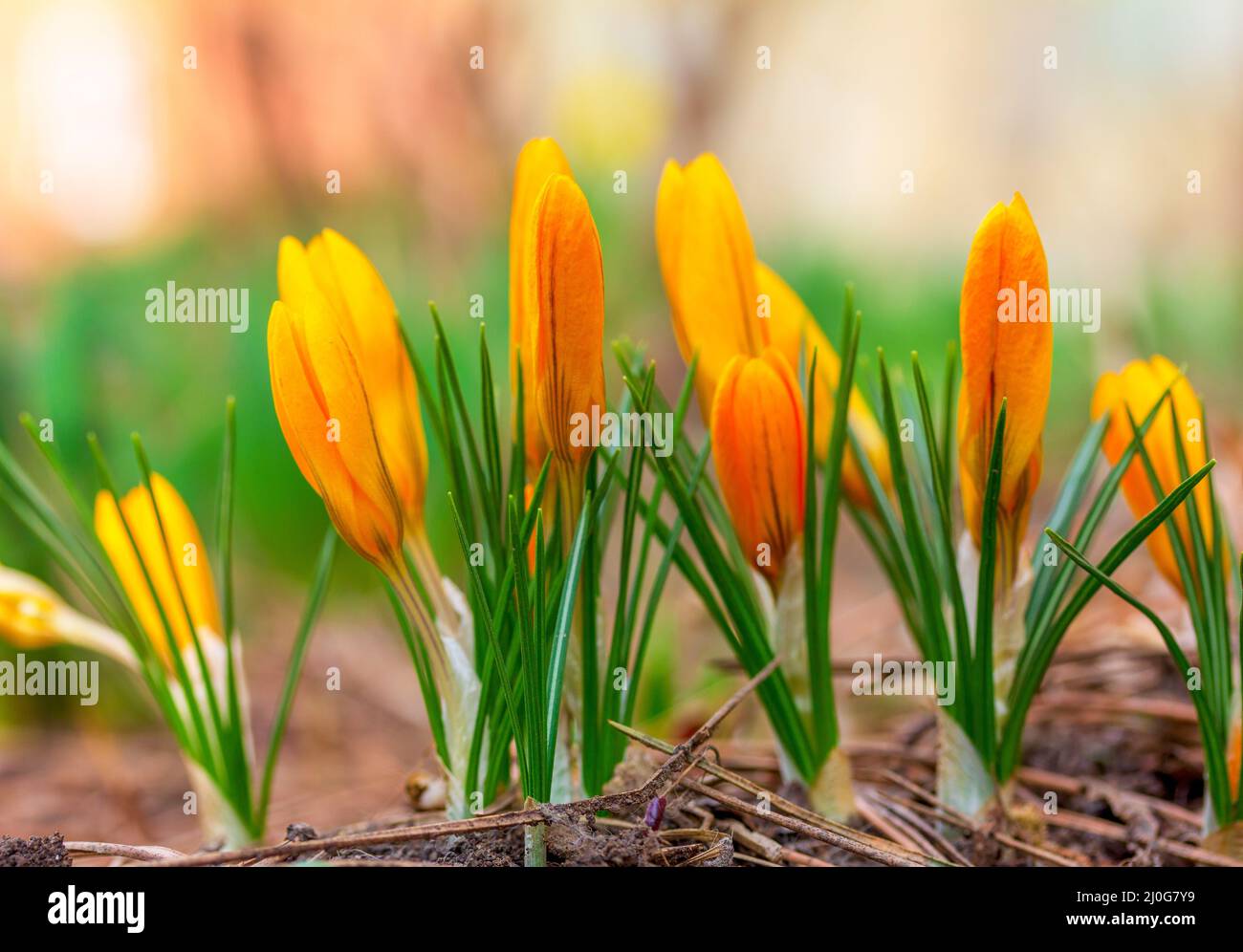 Germogli gialli di bella primavera fiori Crocus closeup primavera mattina, soft focus Foto Stock