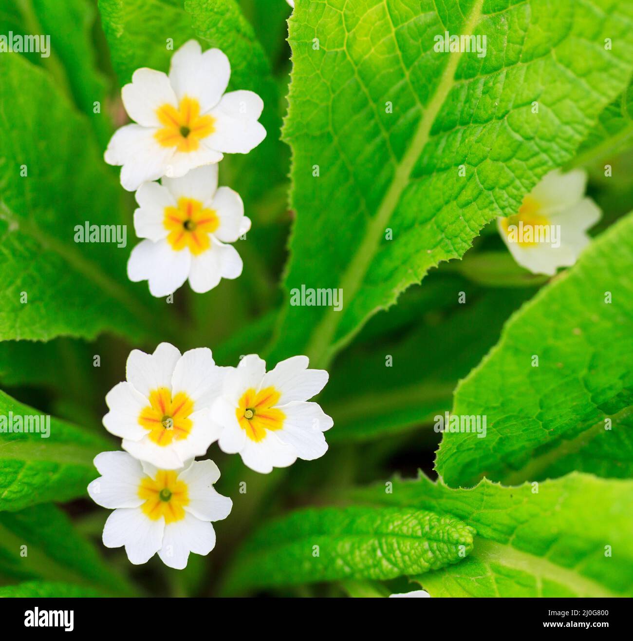 Fiori bianchi di primrose su sfondo verde foglia Foto Stock