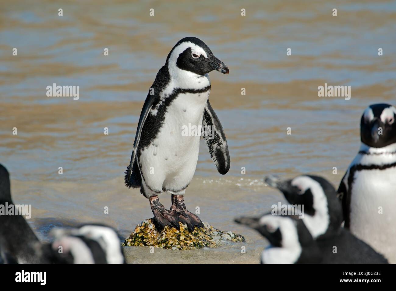 Un pinguino africano (Spheniscus demersus) che si erge su rocce costiere, Capo Occidentale, Sudafrica Foto Stock