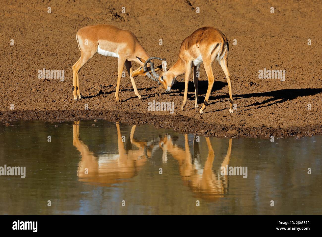 Due antilopi dell'impala maschile (Aepyceros melampus) che combattono con riflessione nell'acqua, Sudafrica Foto Stock