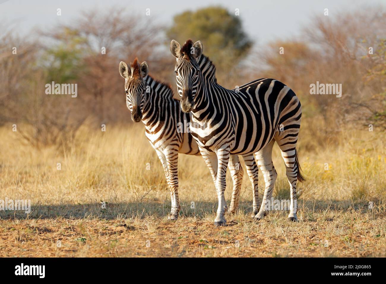 Due pianure zebre (Equus burchelli) in habitat naturale, Sud Africa Foto Stock
