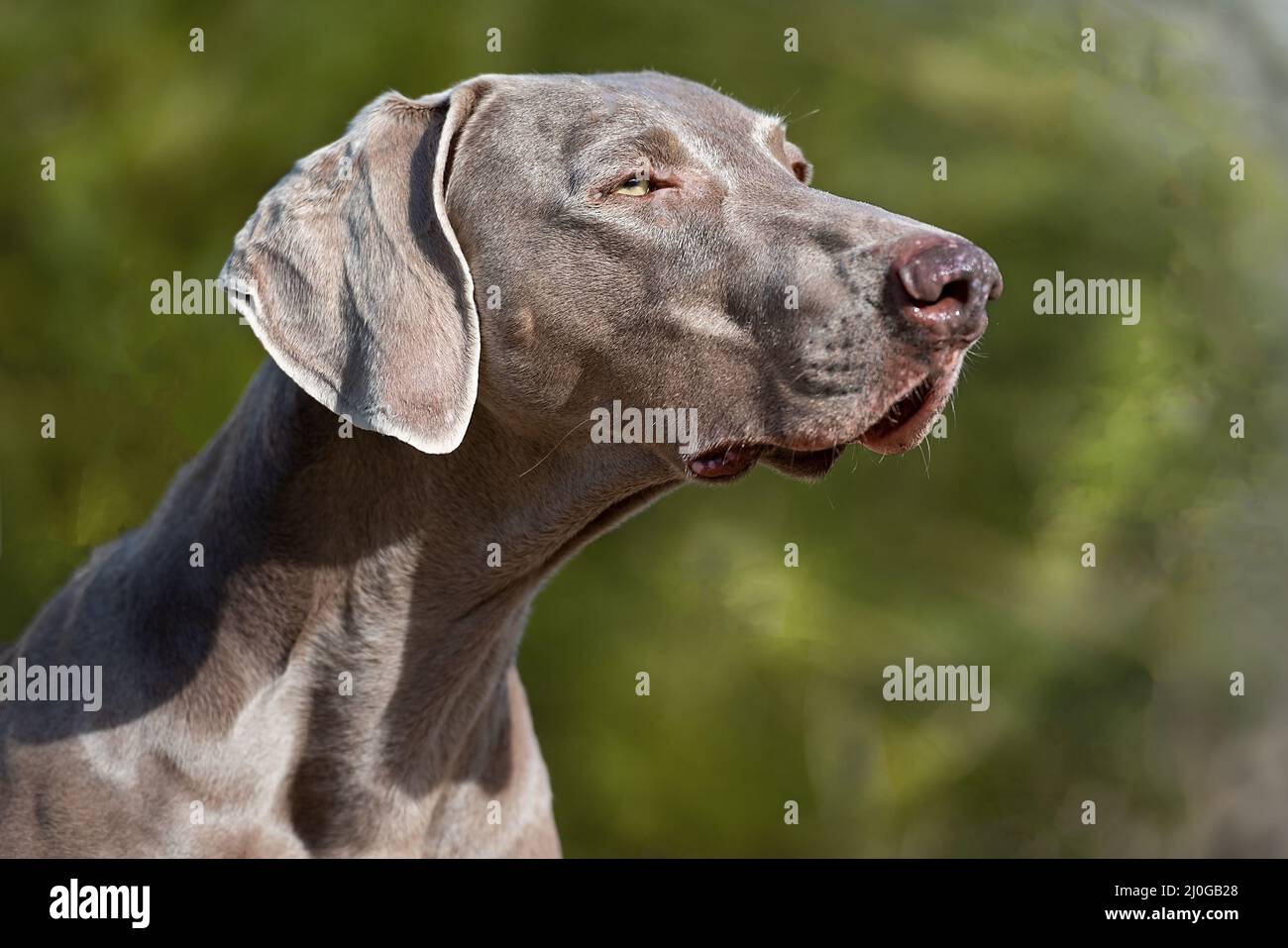 Cane di puntamento tedesco Foto Stock