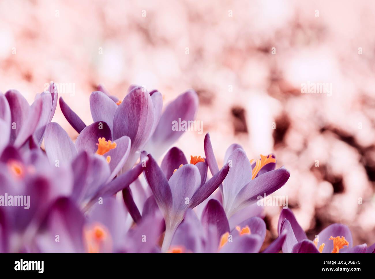 Primo piano di un gruppo di fiori porpora in fiore di cocchi . Foto Stock