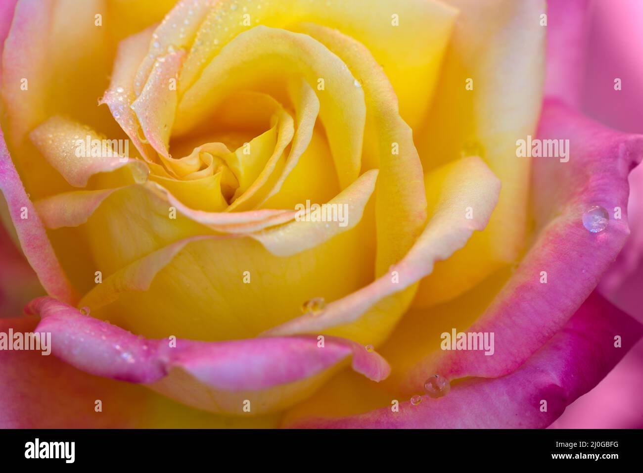 Un primo scatto macro di una rosa rosa. Rosebud con petali rosa. Foto Stock