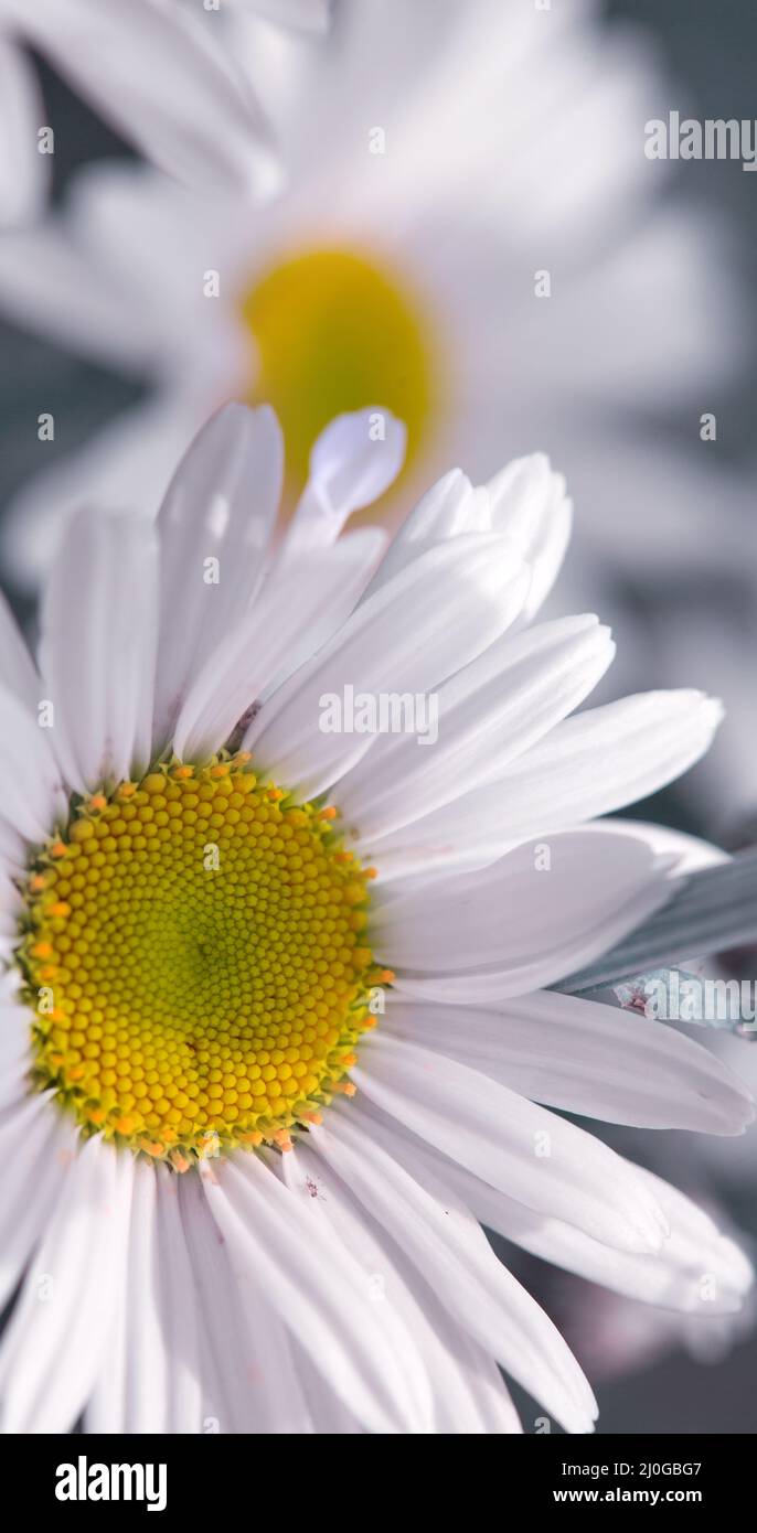 Macro Shot di bianco margherita fiore isolato su grigio. Foto Stock