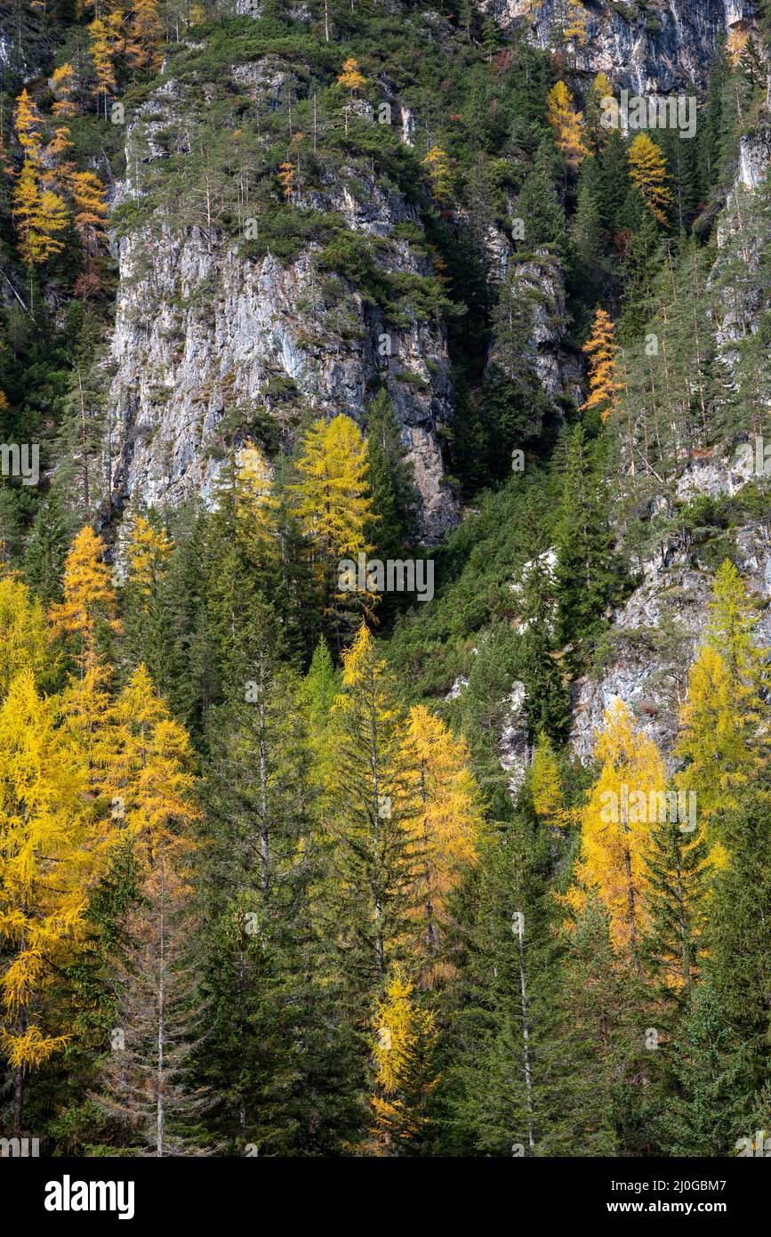 Larici gialli che illuminano gli alberi sul bordo della montagna rocciosa. alpi dolomitiche, paesaggio autunnale Italia Foto Stock