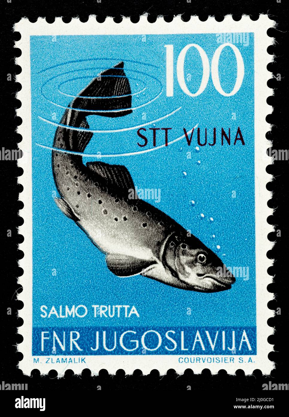 Francobollo commemorativo con l'illustrazione di una trota (Salmo trutta) rilasciata dall'ex Jugoslavia sovrastampata STT VUJNA, territorio libero di Trieste Foto Stock