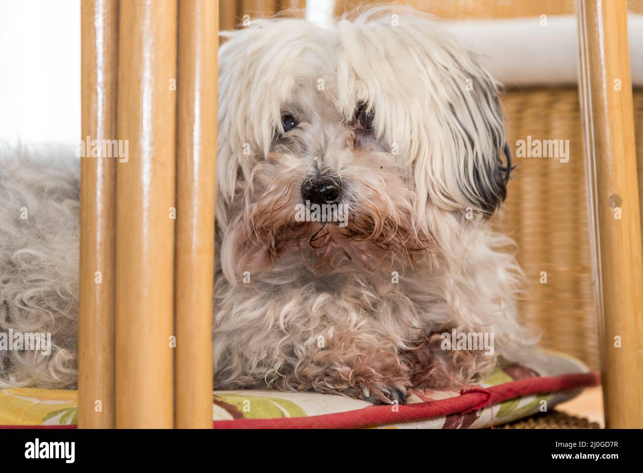 Kleiner weiÃŸer Hund mit vernachlÃ¤ssigter Fellpflege - Havaneser Foto Stock